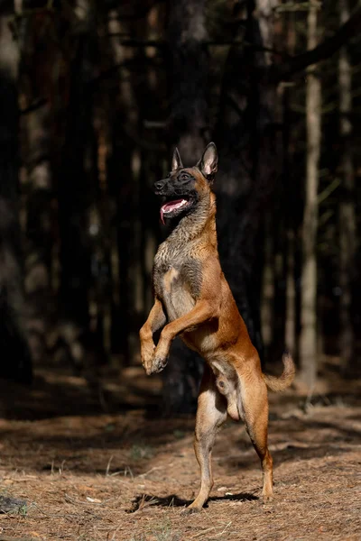 美しいベルギーの羊飼いの犬の品種 — ストック写真