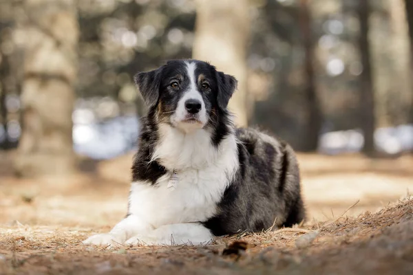 Bella Razza Cane Pastore Australiano — Foto Stock