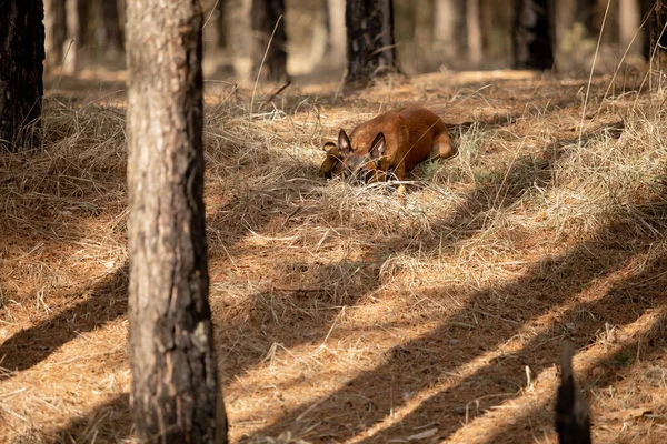 Güzel Belçika Çoban Köpeği Cinsi — Stok fotoğraf