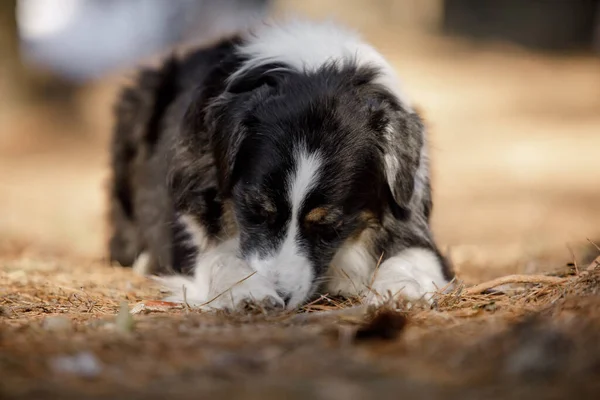 Bella Razza Cane Pastore Australiano Nella Foresta — Foto Stock