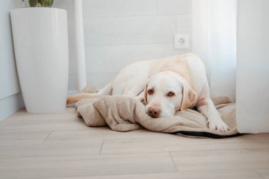 Komik Labrador av köpeği içeride.