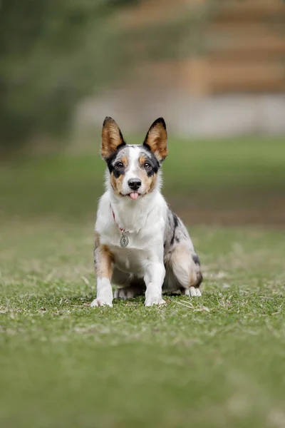 Cute Szczeniak Collie Granicy Tle Natury Śmieszny Pies Mądry Pies — Zdjęcie stockowe