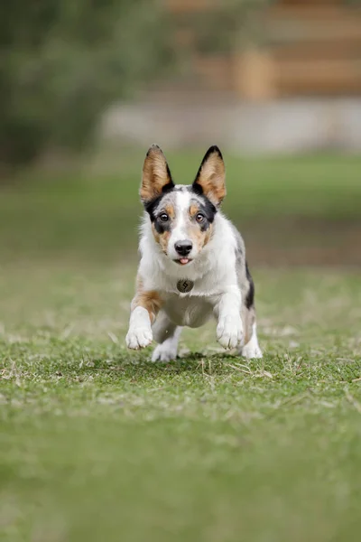 Aranyos Határ Collie Kiskutya Természet Hátterében Vicces Kutya Okos Kutya — Stock Fotó