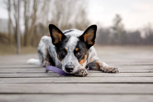 Ganado Australiano Perro Aire Libre Perro Parque — Foto de Stock