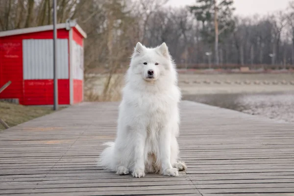 公园里的萨摩亚狗 — 图库照片