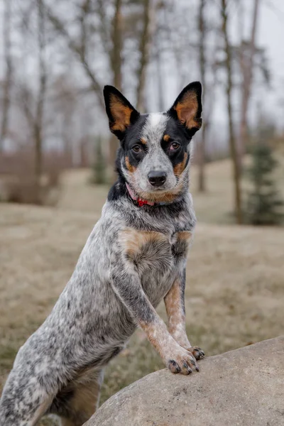 Ganado Australiano Perro Aire Libre Perro Parque — Foto de Stock