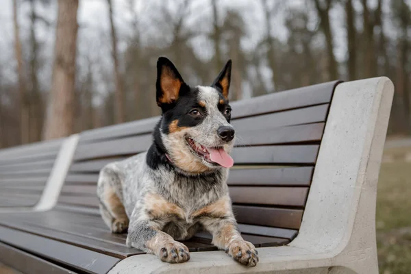 Australijski Pies Świeżym Powietrzu Pies Parku — Zdjęcie stockowe
