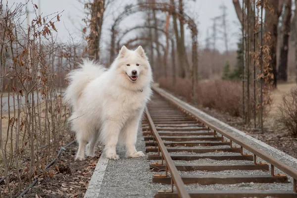 Самойдський Собака Парку — стокове фото