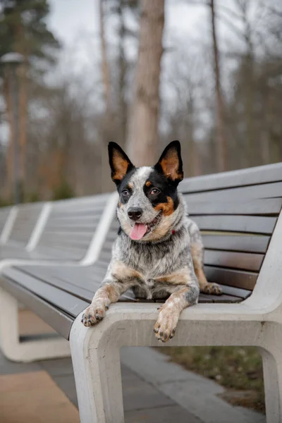 Australische Runderhond Buiten Hond Het Park — Stockfoto