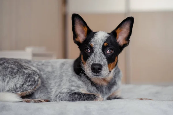 Câine Vită Australian Acasă — Fotografie, imagine de stoc