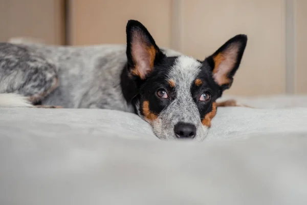 Australian cattle dog at home