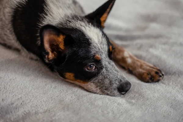 Anjing Ternak Australia Rumah — Stok Foto