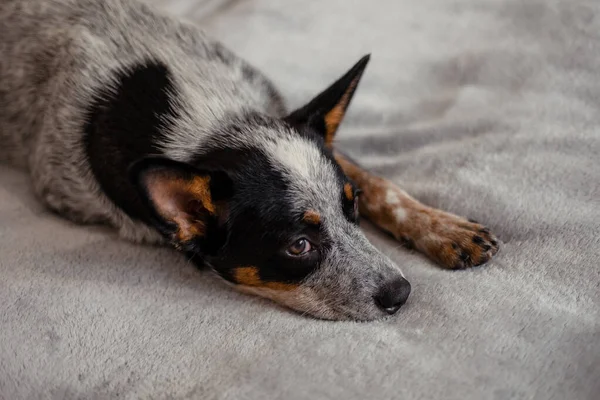 Perro Ganado Australiano Casa —  Fotos de Stock