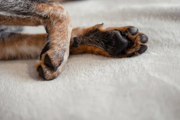 Avustralya Sığır Köpeği Evde — Stok fotoğraf