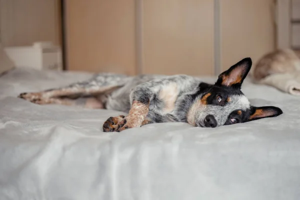 澳大利亚牧羊犬在家里 — 图库照片