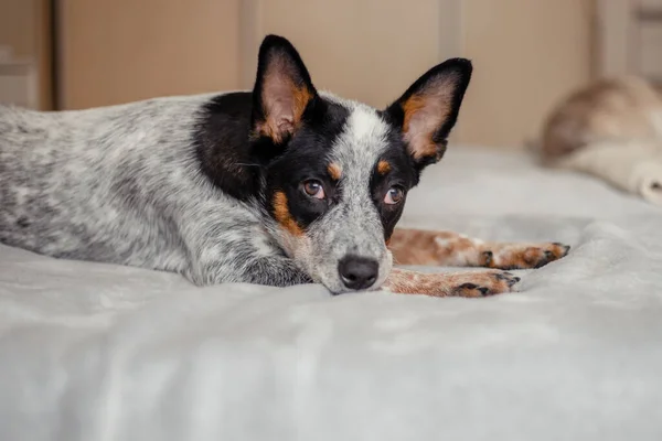 Anjing Ternak Australia Rumah — Stok Foto