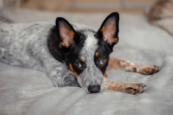 Câine Vită Australian Acasă — Fotografie, imagine de stoc