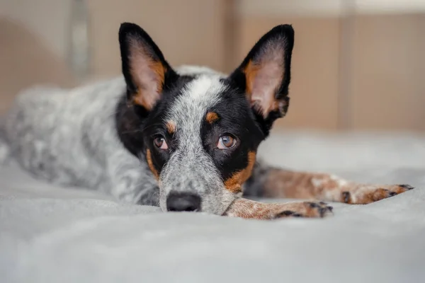 Câine Vită Australian Acasă — Fotografie, imagine de stoc