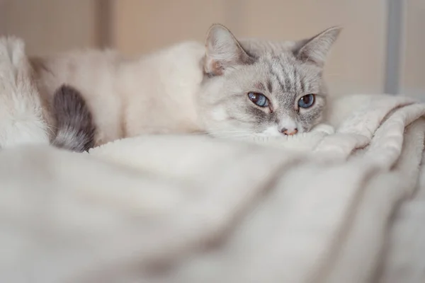 Tabby Cat Lying Soft Blanket — Stock Photo, Image