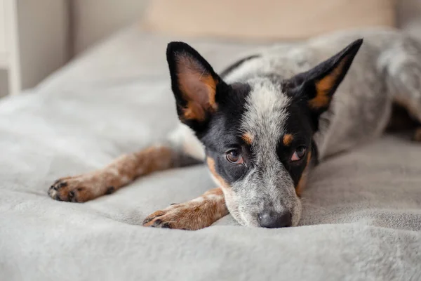 Australske Kvæg Hund Derhjemme - Stock-foto