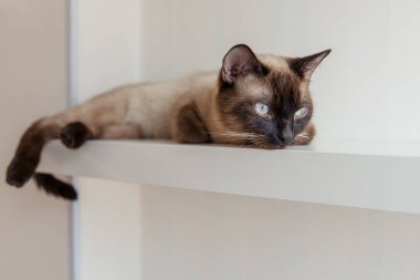 Evde mavi gözlü Siyam kedisi