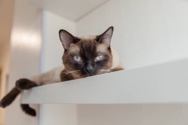 Evde mavi gözlü Siyam kedisi