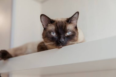 Evde mavi gözlü Siyam kedisi