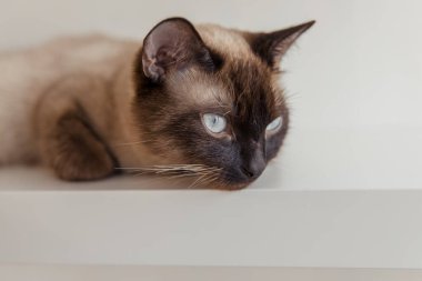 Evde mavi gözlü Siyam kedisi