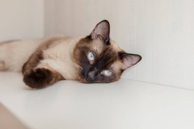 Evde mavi gözlü Siyam kedisi