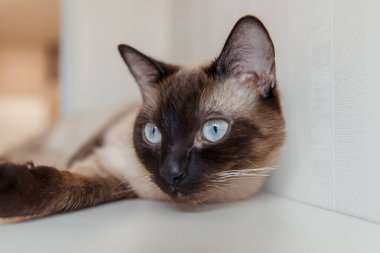 Evde mavi gözlü Siyam kedisi