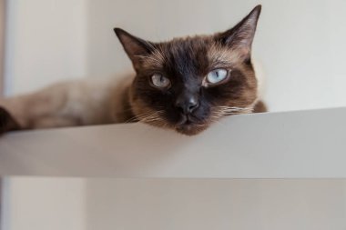 Evde mavi gözlü Siyam kedisi