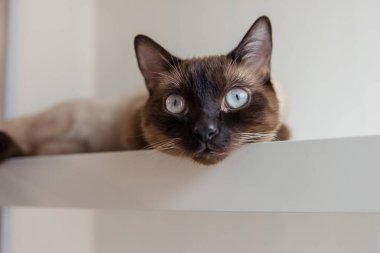 Evde mavi gözlü Siyam kedisi