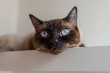 Evde mavi gözlü Siyam kedisi