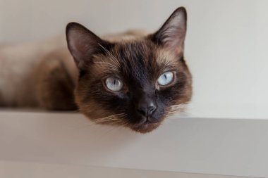 Evde mavi gözlü Siyam kedisi