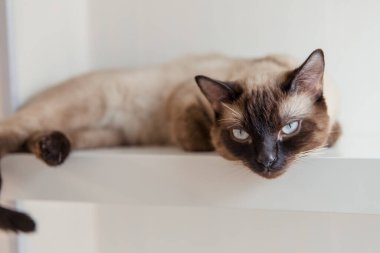 Evde mavi gözlü Siyam kedisi