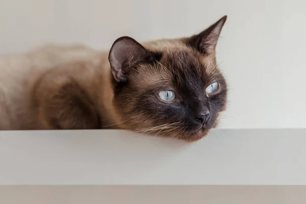 Siamese Cat Blue Eyes Home — Stock Photo, Image