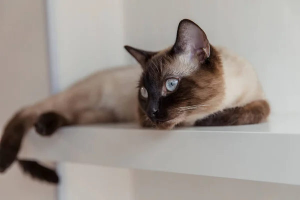 Gatto Siamese Con Gli Occhi Azzurri Casa — Foto Stock