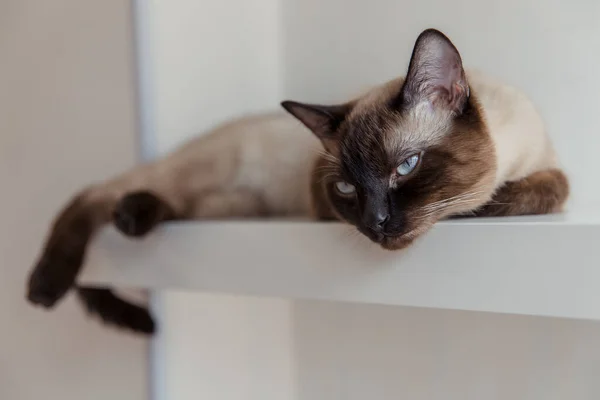 Gato Siamés Con Ojos Azules Casa — Foto de Stock