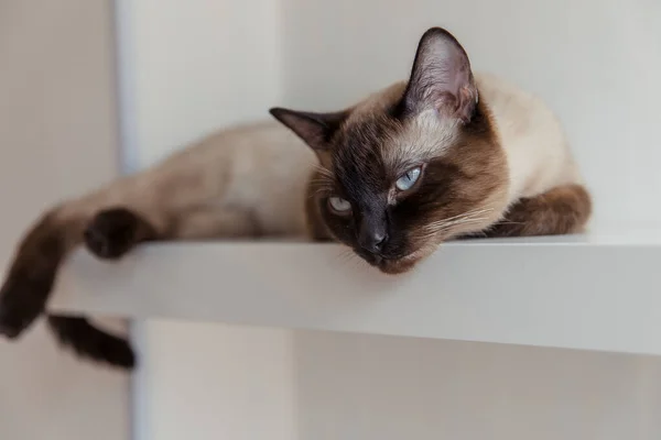 Sziámi Macska Kék Szemekkel Otthon — Stock Fotó