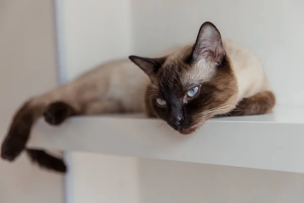 Gato Siamés Con Ojos Azules Casa — Foto de Stock