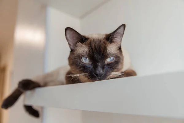 Siamese Cat Blue Eyes Home — Stock Photo, Image