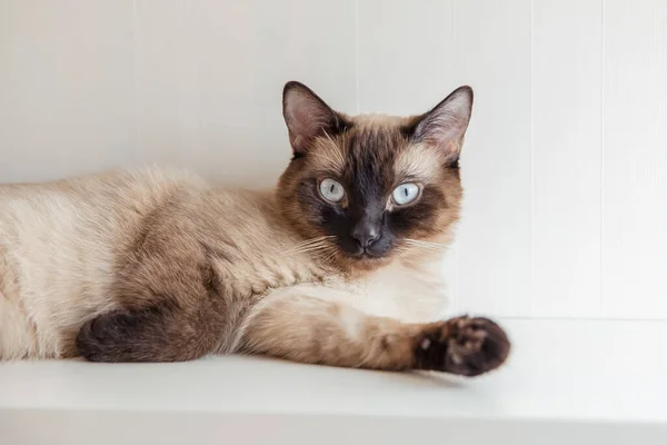 Gato Siamés Con Ojos Azules Casa —  Fotos de Stock