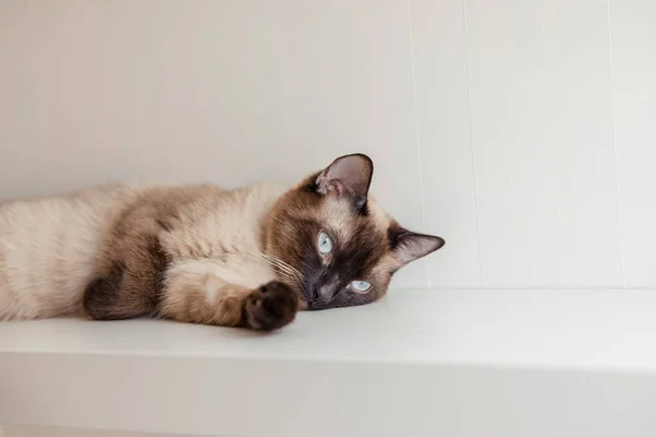 Gato Siamés Con Ojos Azules Casa — Foto de Stock