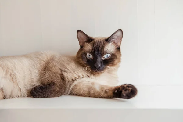 Gato Siamés Con Ojos Azules Casa —  Fotos de Stock