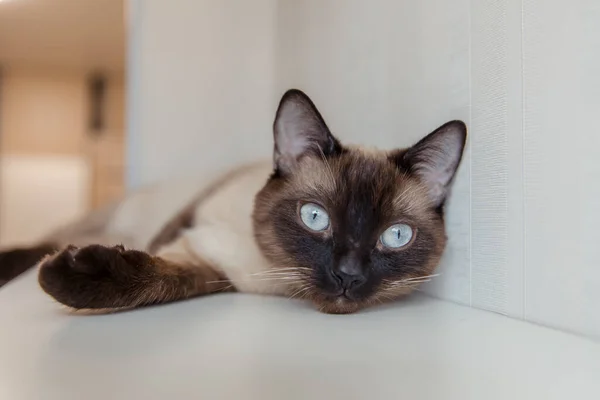 Gatto Siamese Con Gli Occhi Azzurri Casa — Foto Stock