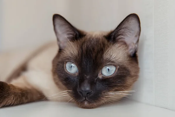 Gato Siamês Com Olhos Azuis Casa — Fotografia de Stock