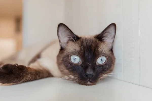 Gato Siamés Con Ojos Azules Casa —  Fotos de Stock