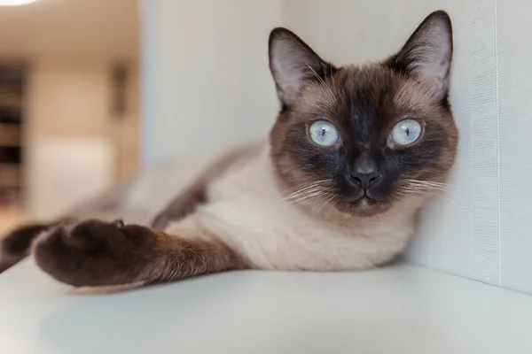 Gato Siamês Com Olhos Azuis Casa — Fotografia de Stock
