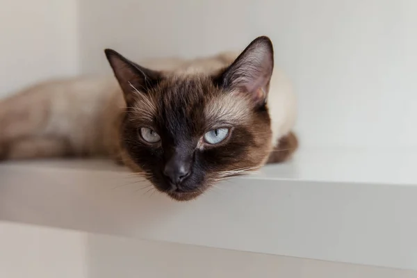 Gato Siamês Com Olhos Azuis Casa — Fotografia de Stock