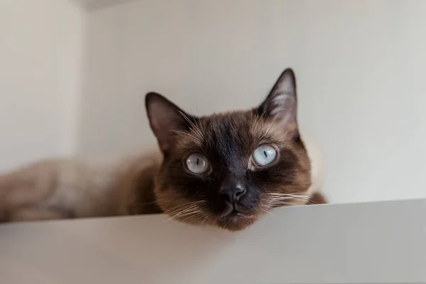 Gato Siamés Con Ojos Azules Casa —  Fotos de Stock